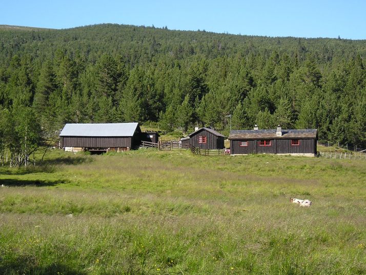Byresetra på Fryvollan. 
Foto: Hanne Hvattum